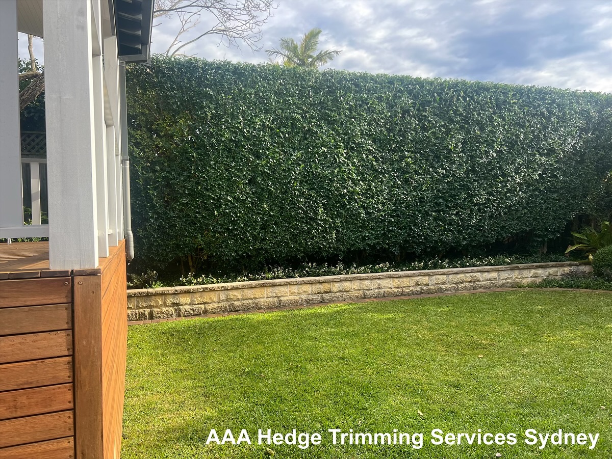 Flat-topped clipped hedge along a lawn and timber deck, Cronulla