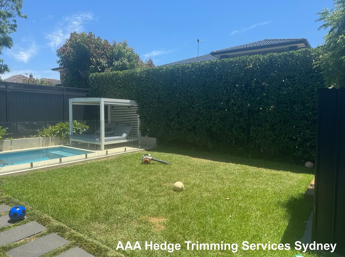 Neatly trimmed residential hedge