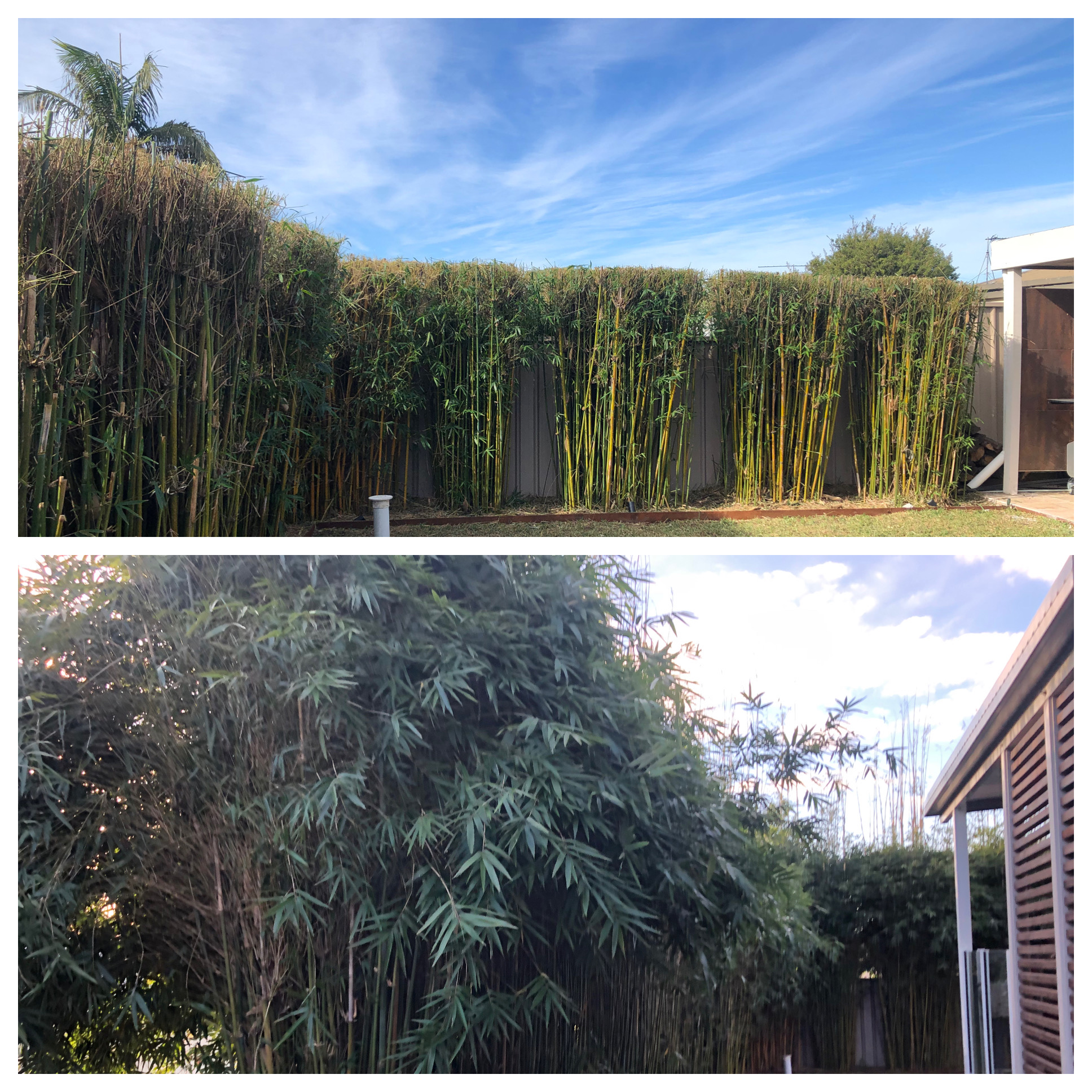 Tall bamboo privacy screen trimmed to height, Cronulla