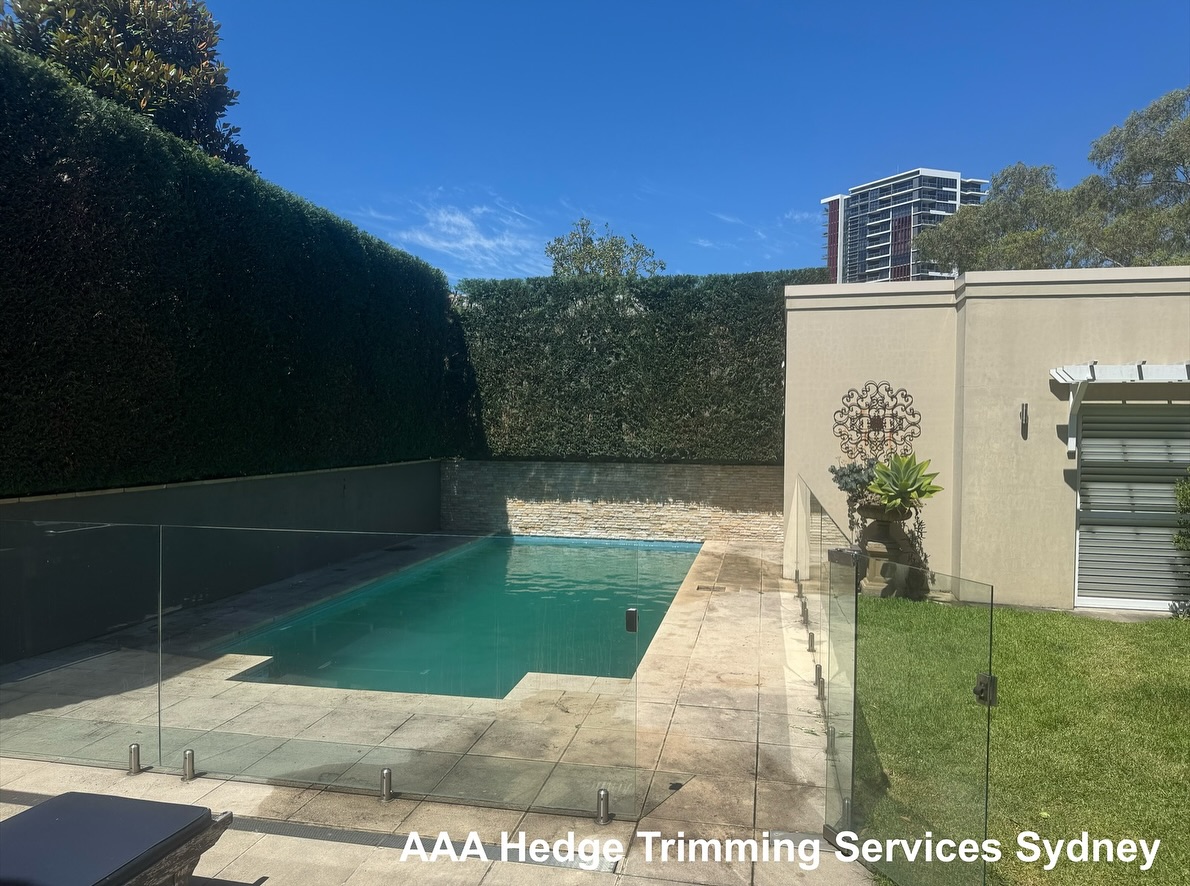 Neatly trimmed residential hedge