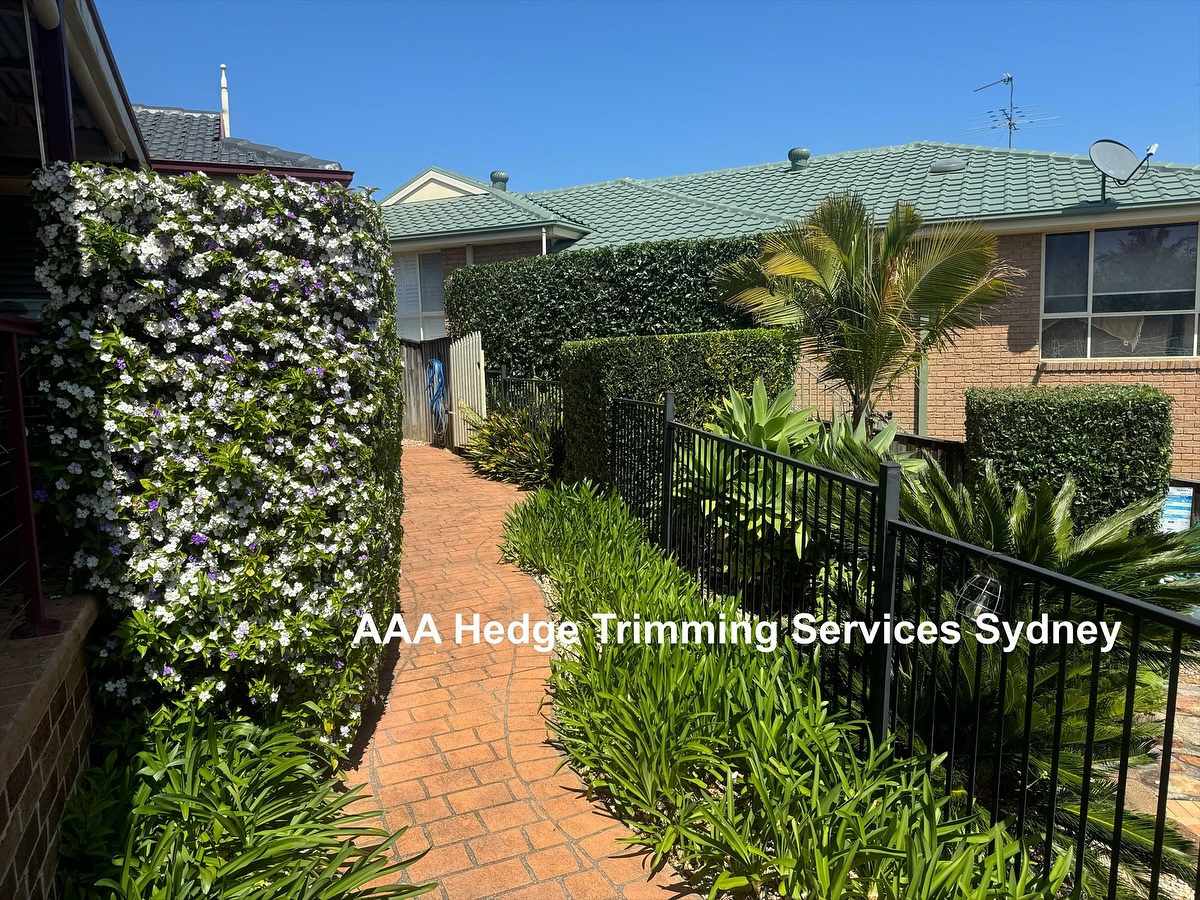 Hedge trimming and garden tidy-up